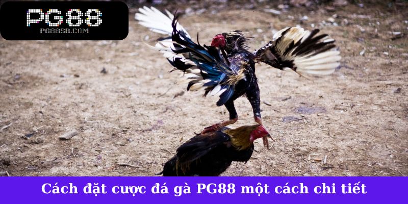 Cách đặt cược đá gà tại PG88 một cách chi tiết