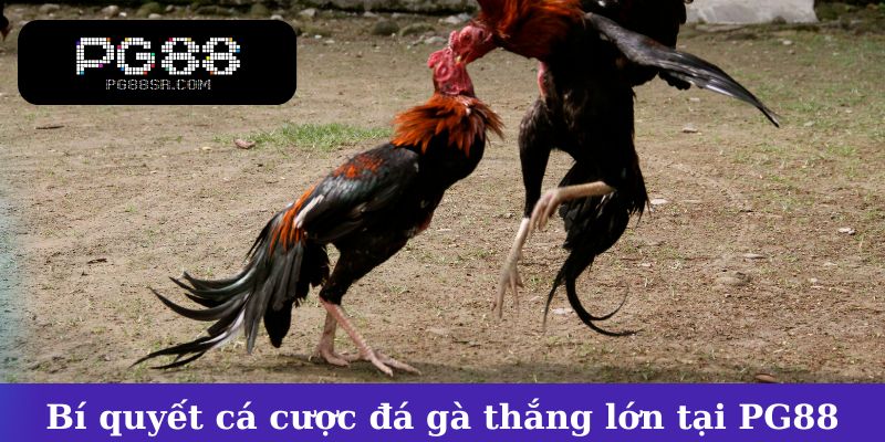 Bí quyết cá cược đá gà thắng lớn tại PG88