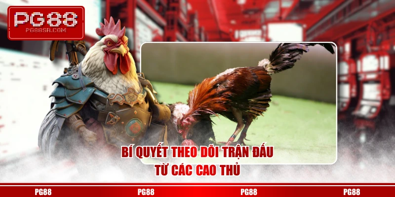 Bí quyết theo dõi trận đấu từ các cao thủ