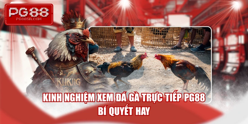 kinh-nghiem-xem-da-ga-truc-tiep-pg88-bi-quyet-hay